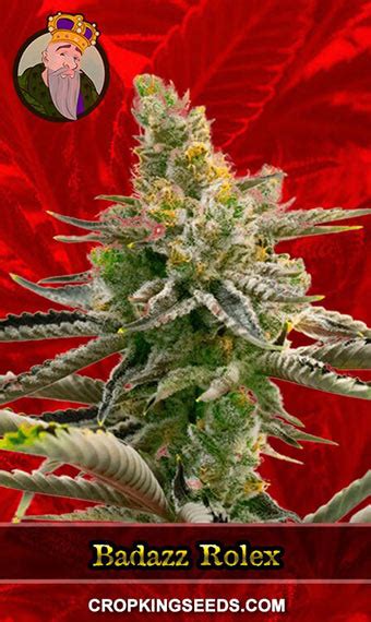 badazz rolex strain|Badazz Rolex Cannabis Seeds – Royal King Seeds.